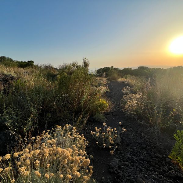 Parco del Vesuvio: Escursione Riserva Forestale Tirone Sentiero n. 4