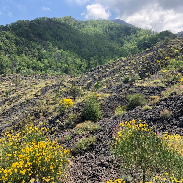 Parco del Vesuvio: Escursione sentiero n. 9, Fiume di lava