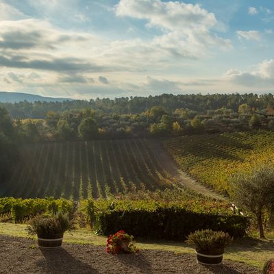 Agriturismo Fattoria La Loggia